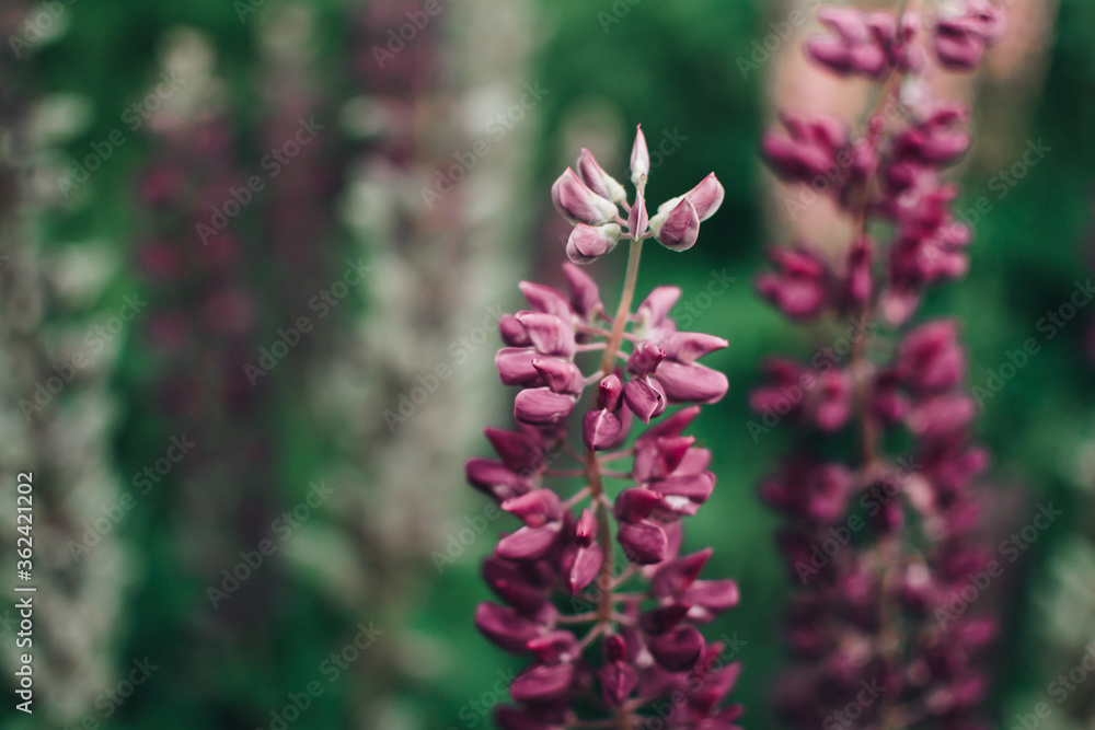 Blooming macro lupine flower. Lupinus, lupin, lupine field with pink purple flower. Bunch of lupines summer flower background. A field of lupines.
