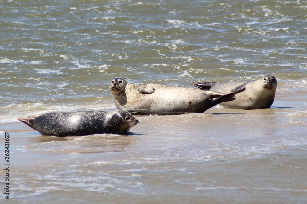 Fototapeta premium Earless seal on a mudflat.