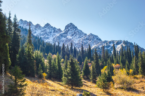 Beautiful autumn scenic panorama of sunlight Tien Shan mountains at early morning. Spruce forest on mountain snow peaks background.