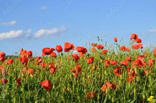 Rapsfeld mit roten Mohnblumen © Rhönbergfoto