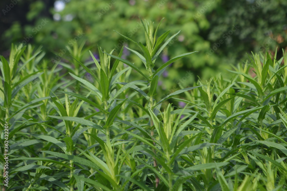 Tarragon plant Tarragon plant