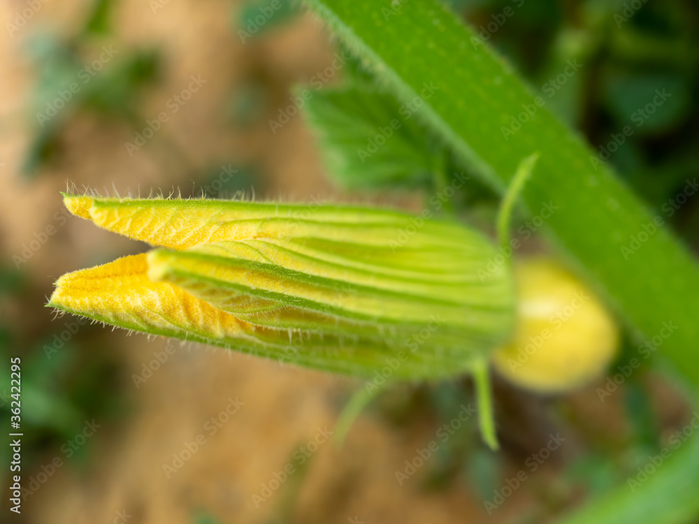 Delicate shoots of leaves of decorative pumpkin varieties. Flowers and fruits Delicate shoots of leaves of decorative pumpkin varieties. Flowers and fruits