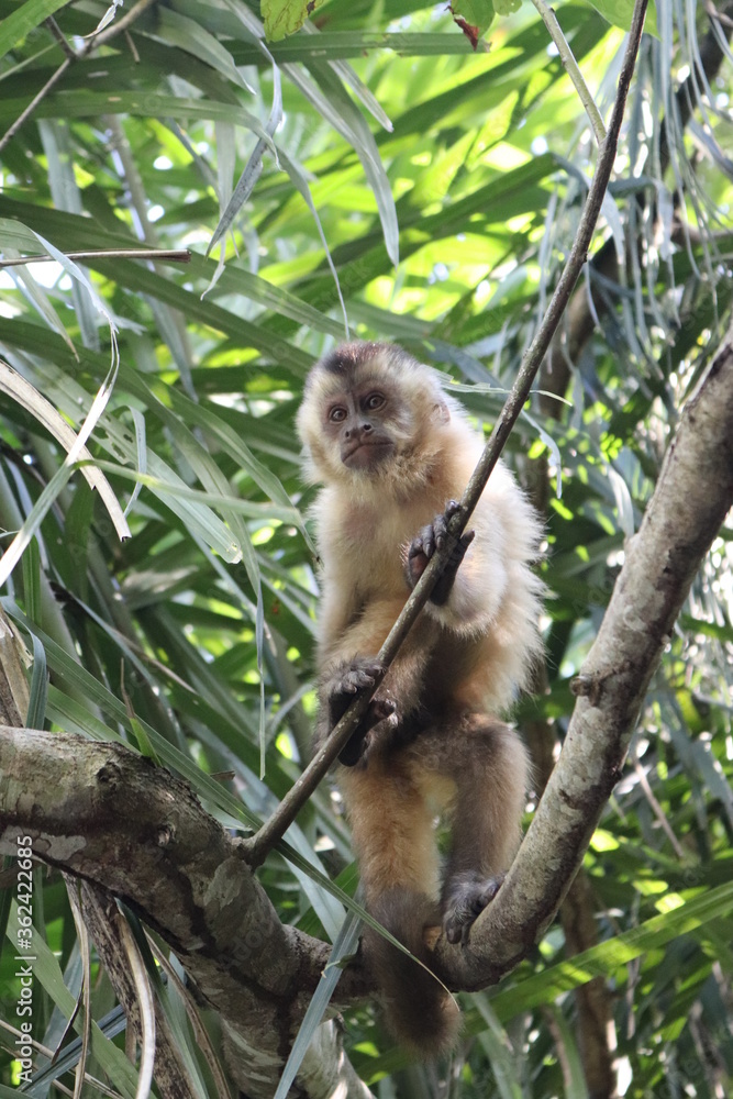 Fototapeta premium Macaco