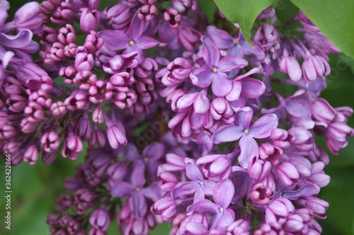 Blooming purple lilac flowers background, close up.