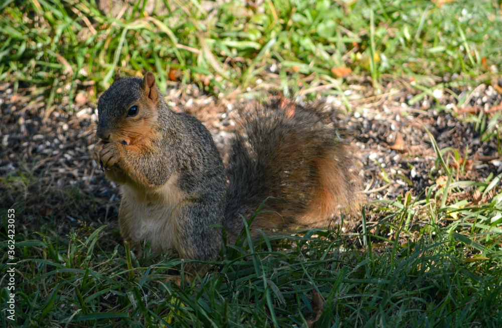 Baby Squirrel Loves Nuts Baby Squirrel Loves Nuts