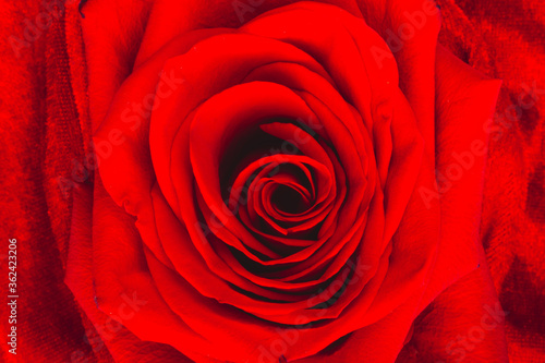 Red rose macro on velvet