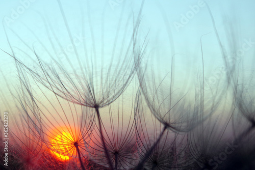 sunset. dandelion seeds close-up on a sunset background. soft focus
