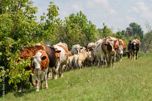 Herd of sheep and cows