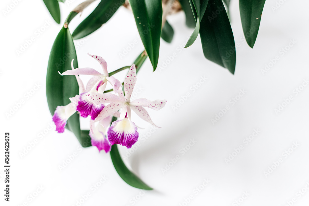 Obraz premium Blooming orchid against white space 