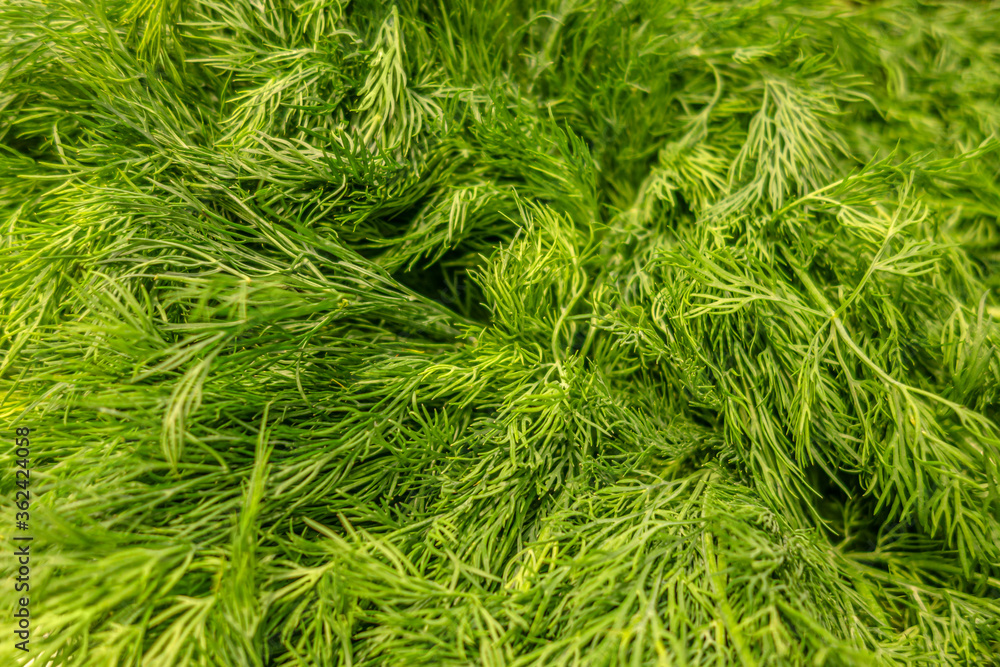 abstract background of fresh flavored dill on the market close up abstract background of fresh flavored dill on the market close up