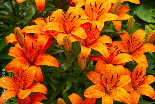 Orange lily flower close-up shoot in garden.