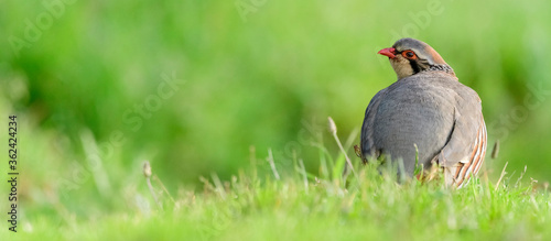 A red-legged partridge (Alectoris rufa)