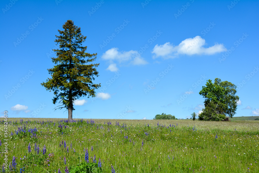Flowers on  meadow, with trees  and  a blue sky