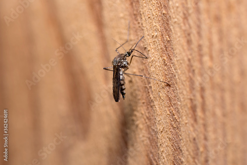 The mosquito sits on a wooden board. Insect on a blurred background. Macro scale insect.