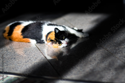 Trójkolorowy szylkretowy kot z zielonymi oczami leżący w słońcu podłodze na kafelkach 