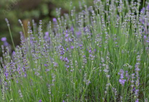 Lavender bushes. Lavender bloom season