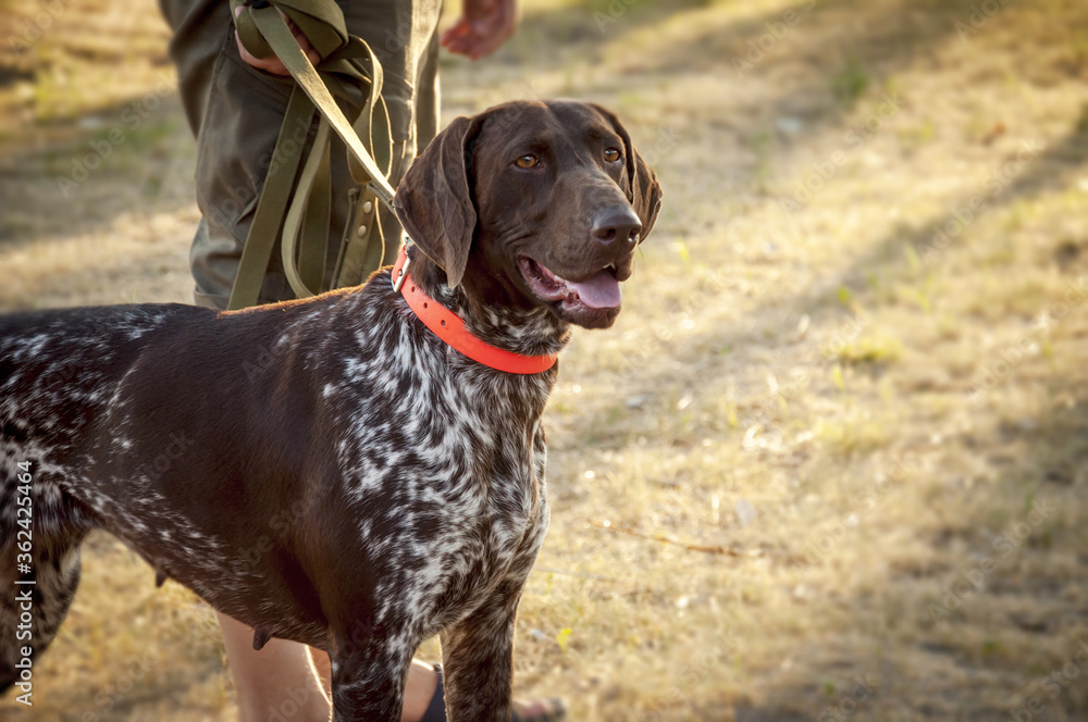 A beautiful German shorthair dog next to the owner is standing in the field. Pheasant hunting. Head shot. Breeds of hunting dogs. A beautiful German shorthair dog next to the owner is standing in the field. Pheasant hunting. Head shot. Breeds of hunting dogs.