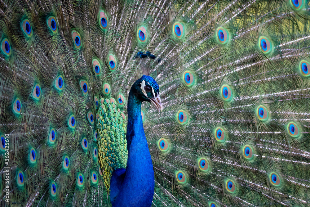 Obraz premium portrait of a male colorful peacock bird with flared tail