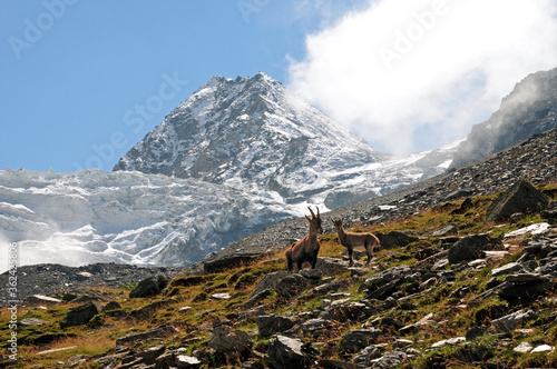 Female Ibex with young in front of the Dürrenhorn and the Riedgletscher.