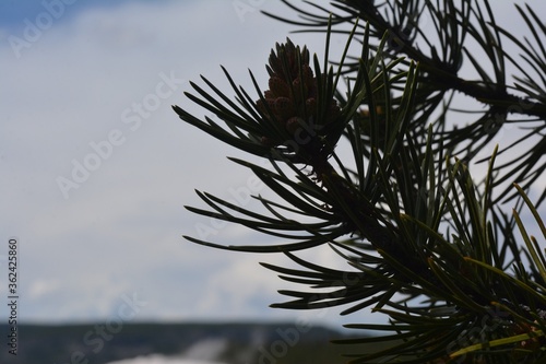 Close-up pinecone nestled in pine tree