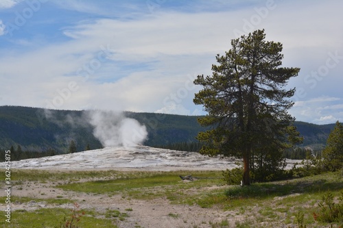 Old Faithful Geyser just after eruption, framed with tree
