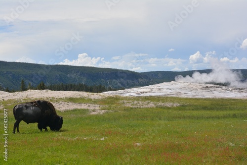 American Bison enjoying the view just after the eruption of Old Faithful Geyser in Yellowstone National Park