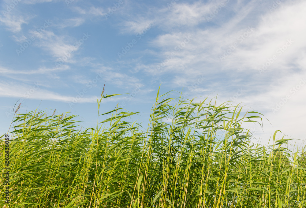 Obraz premium Tall green stalks of bulrush reeds against a blue sky. Background