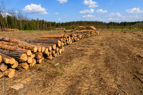 Stacked tree logs of pine wood in the forest. Forest felling. Timber storage