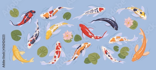 Set of japanese colorful koi carp fish in decorative japan traditional pond. Collection with goldcarps and nelumbo flowers isolated on blue background. Flat vector illustration with asian art animal