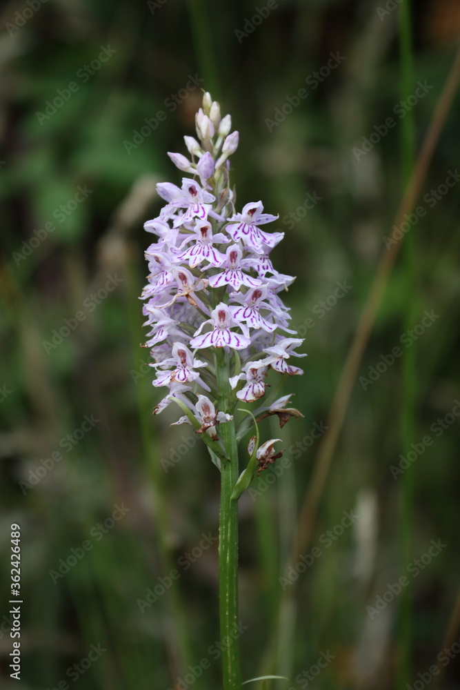 wild orchid wild orchid