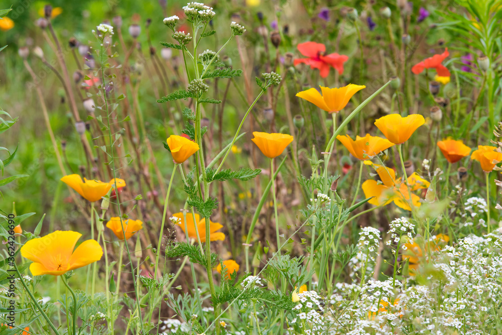 A colorfull wildflower field in Weert the Netherlands, photo made on 2 July 2020 A colorfull wildflower field in Weert the Netherlands, photo made on 2 July 2020