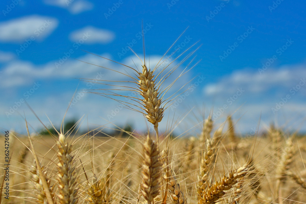 Close up of ripe barley cereal grain plant with long spikes in field under blue sky Close up of ripe barley cereal grain plant with long spikes in field under blue sky