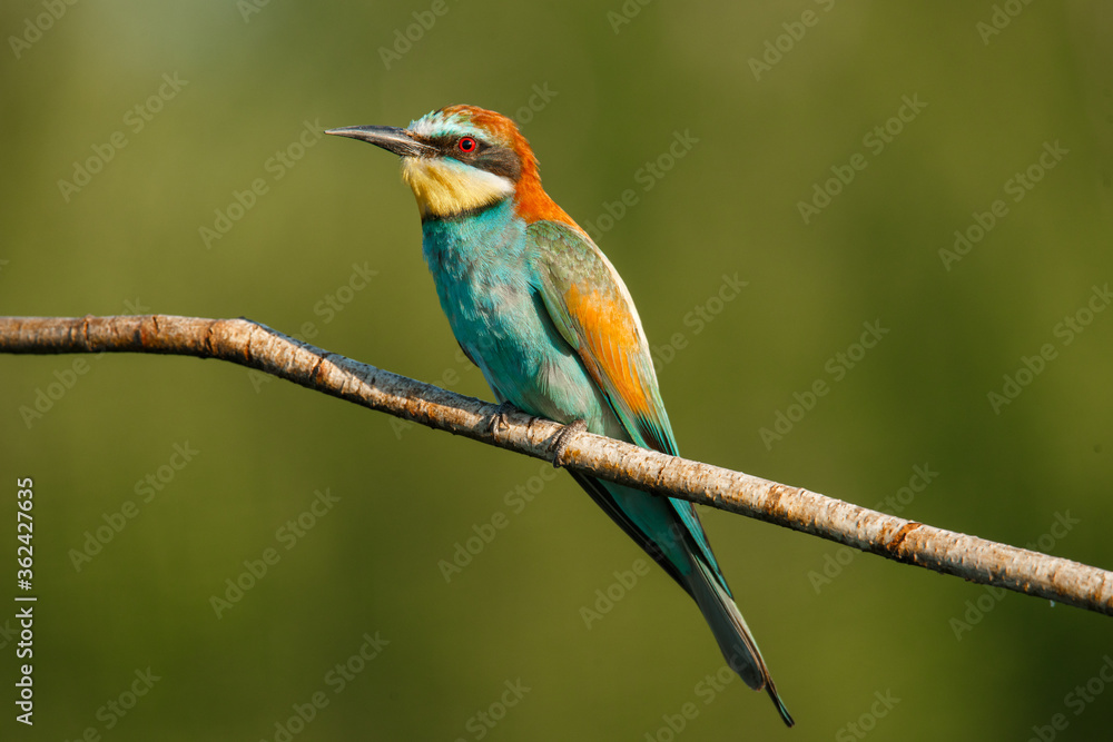 A Golden bee eater sits on a branch on a green background A Golden bee eater sits on a branch on a green background