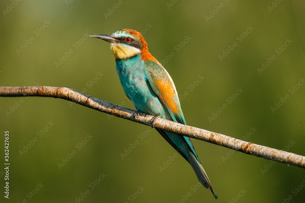 A Golden bee eater sits on a branch on a green background