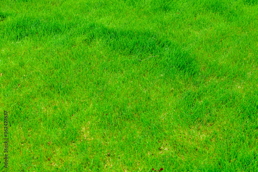 Background of a green grass. Eco concept