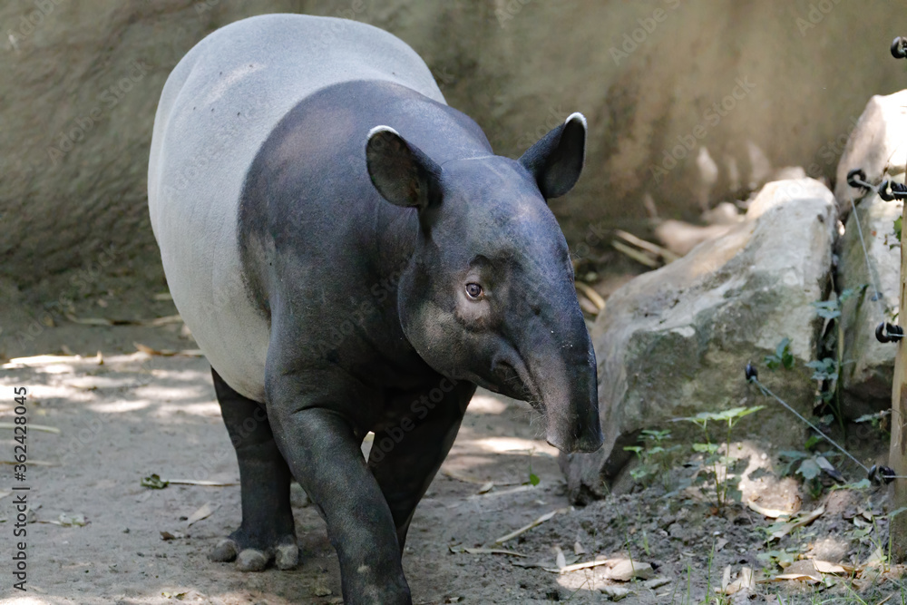 Exotic mammal Tapir found in south America and Asia pig like animal Exotic mammal Tapir found in south America and Asia pig like animal