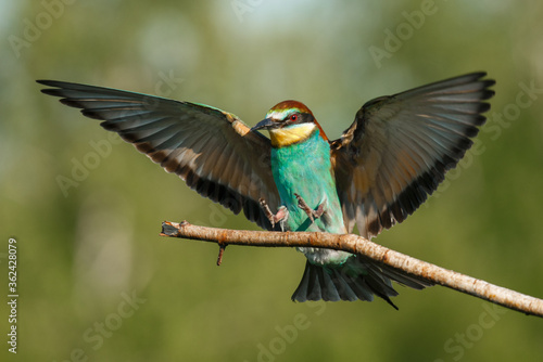 The European bee-Eater comes to land on a branch © Aleksei Zakharov