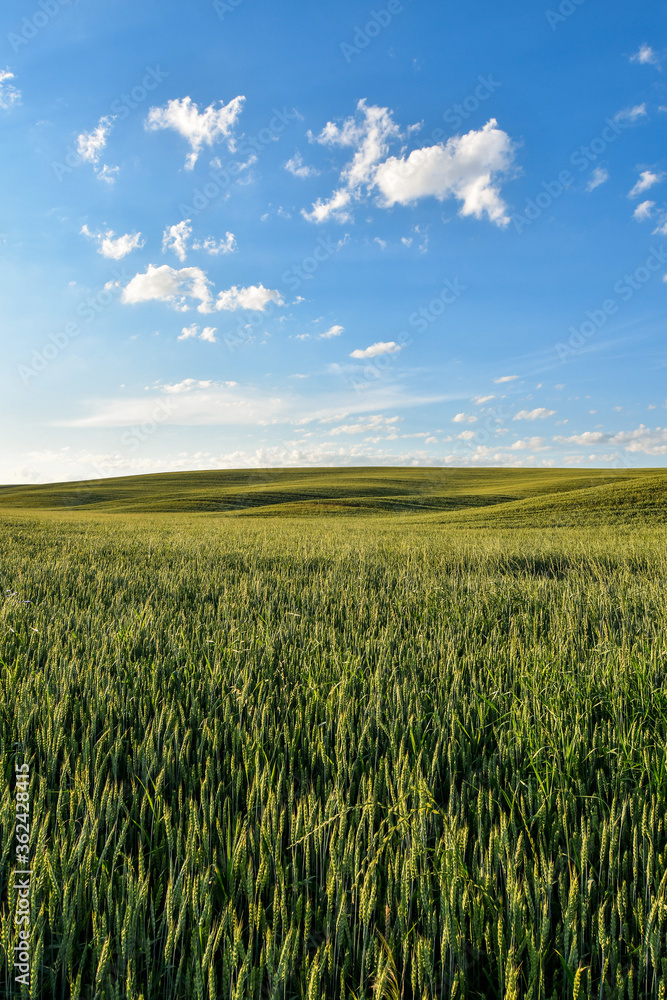 Summer rural scenery with green wheat fields and hills at sunset. Selective focus. Summer rural scenery with green wheat fields and hills at sunset. Selective focus.