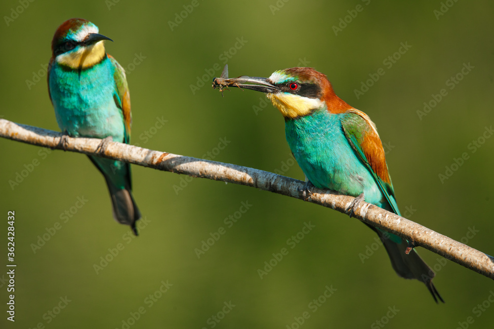 two Golden bee eater sitting on a branch on a green background two Golden bee eater sitting on a branch on a green background