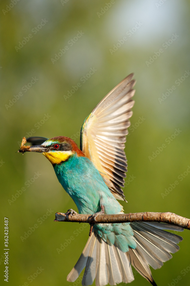 The European bee-Eater comes to land on a branch