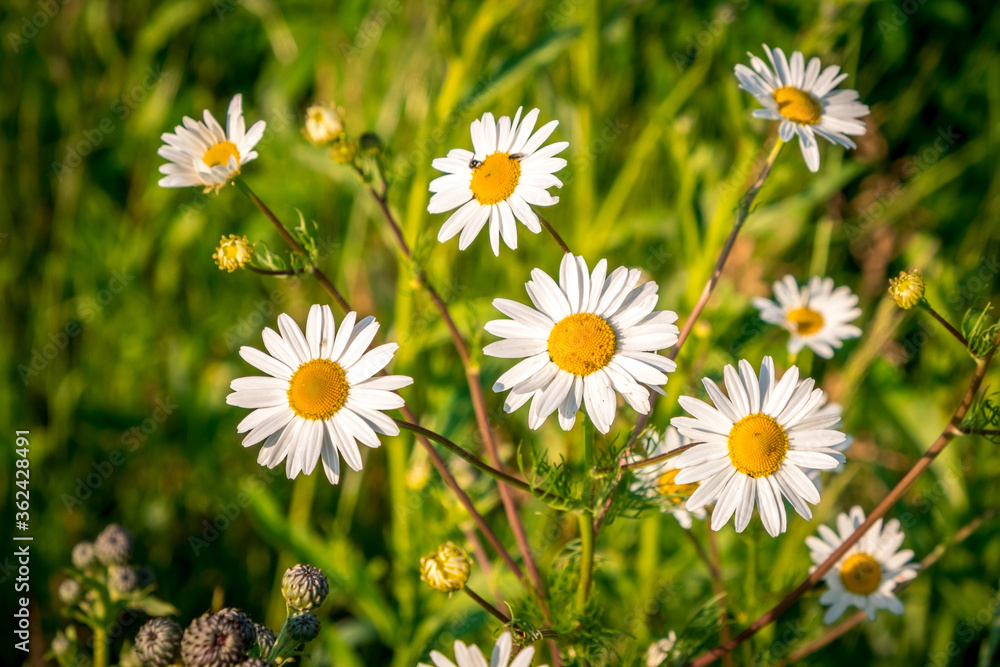 Fototapeta premium Green grass and chamomiles in the nature