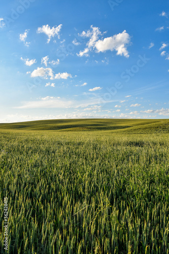 Summer rural scenery with green wheat fields and hills at sunset. Selective focus. 