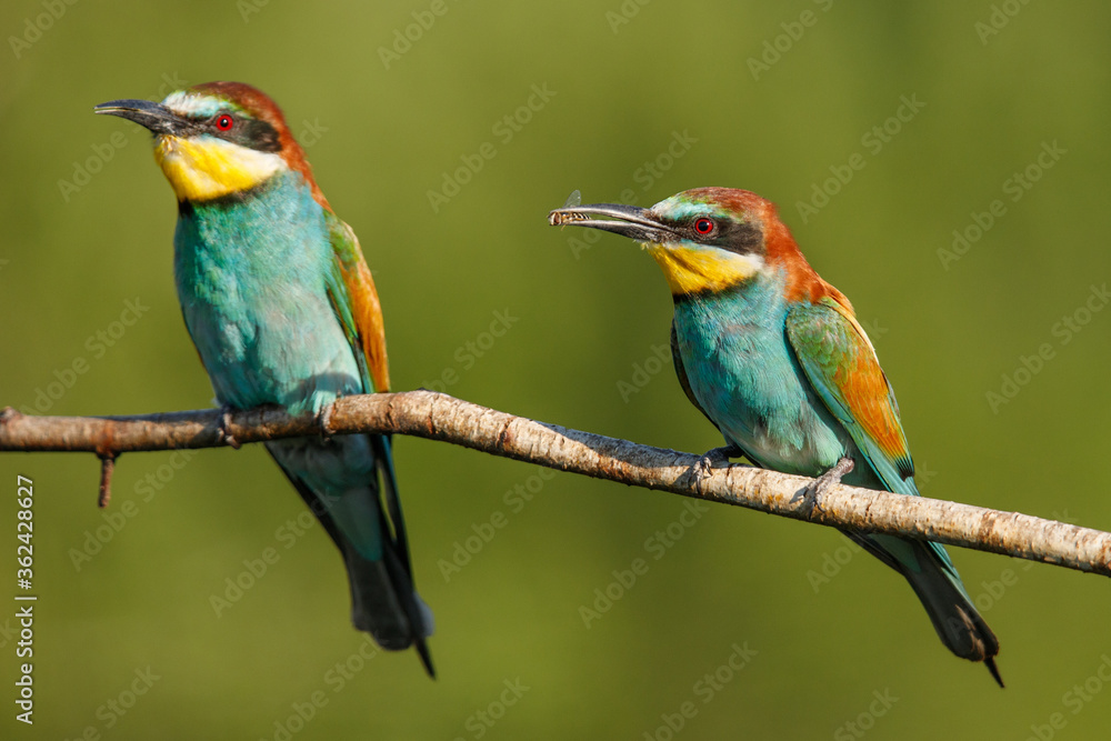 Naklejka two Golden bee eater sitting on a branch on a green background