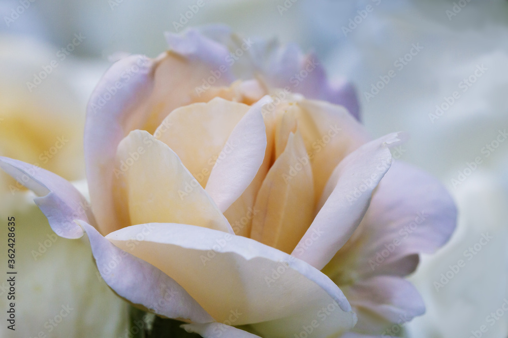 Close up of a beautiful light white rose can use as wedding background Close up of a beautiful light white rose can use as wedding background