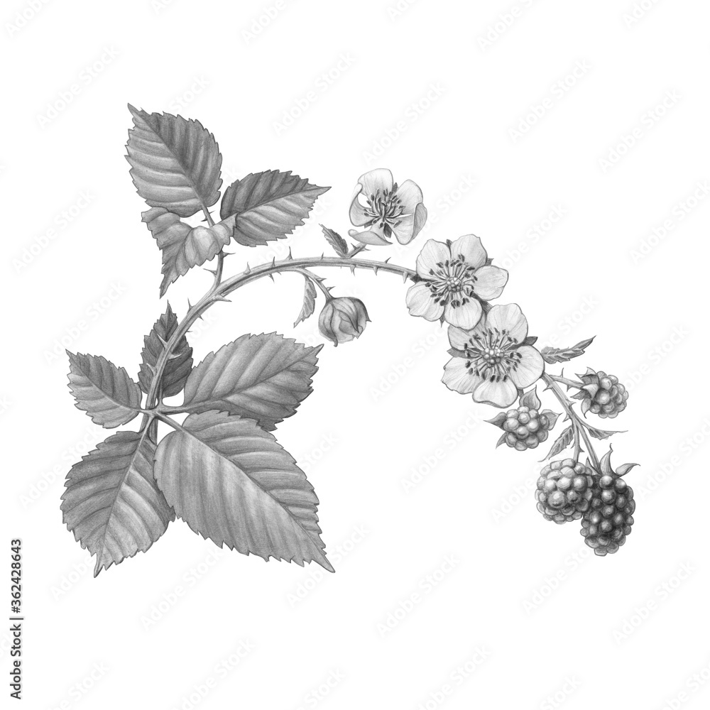 Hand drawn Pencil Illustration of a Blackberry Branch with Leaves, Flowers and Berries, Isolated on White