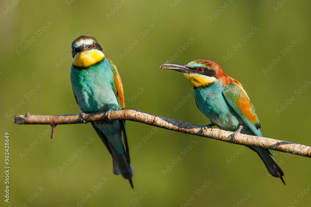 two Golden bee eater sitting on a branch on a green background two Golden bee eater sitting on a branch on a green background