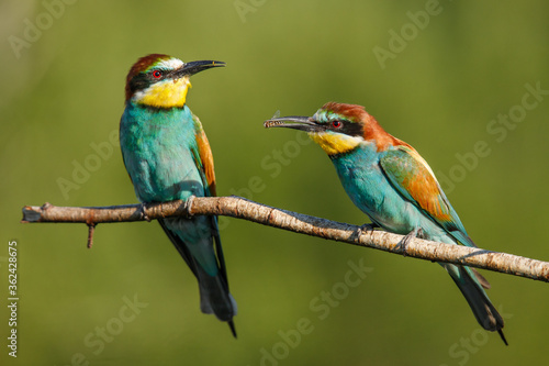 two Golden bee eater sitting on a branch on a green background