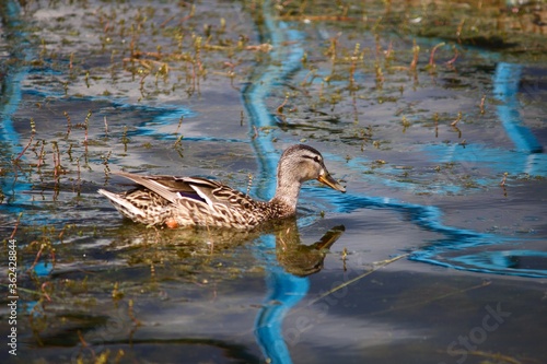 Duck floating in the water  © osipovme