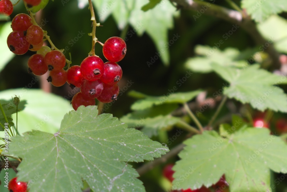 ripe berries of red currant on a green bush ripe berries of red currant on a green bush