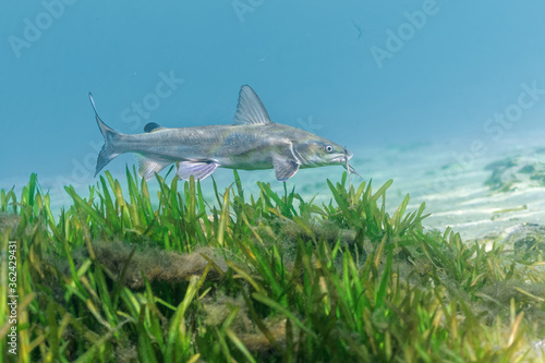 A Hardhead Catfish (Ariopsis felis) cruises over an eel grass bed.